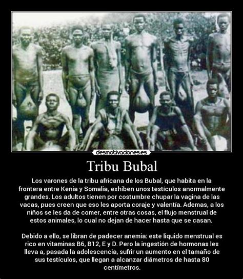 tribu testiculos grandes|Los Bubal: la tribu africana de grandes testículos